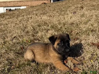 Belgian Malinois dogs Belgian Malinois Puppy 7 - Ad 25