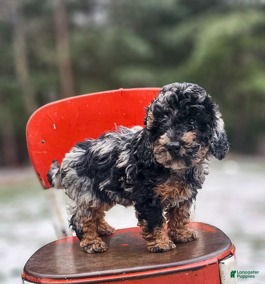 Miniature Poodle dogs for sale: Elsa - Ad 2