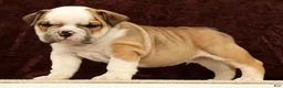 English Bulldog dogs for sale: Jasper - Ad 4