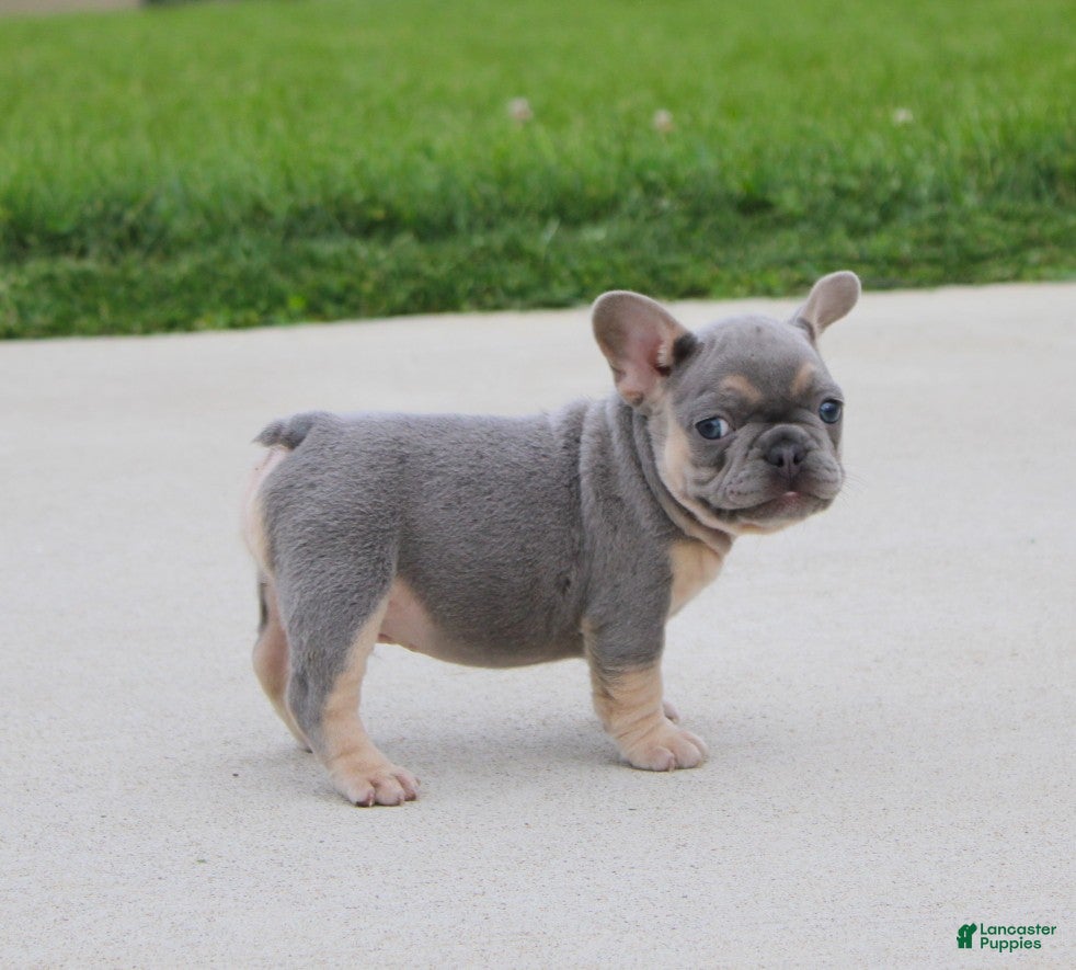 French Bulldog dogs Bentley - Ad 1
