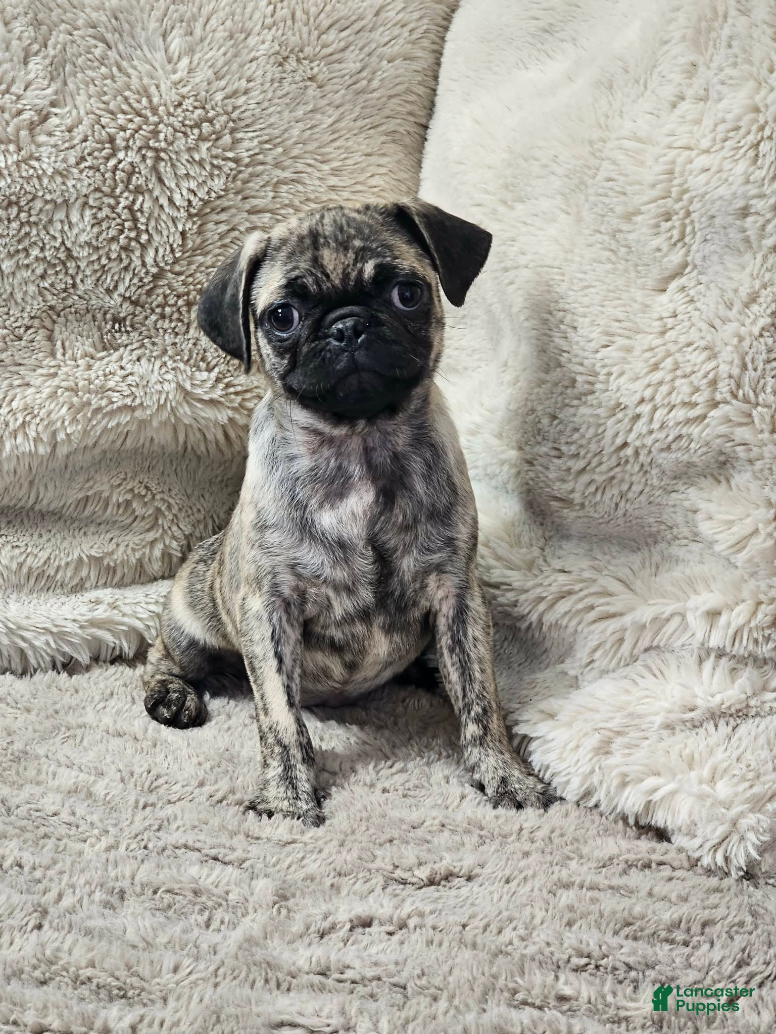 Pug dogs Laynie - Ad 2