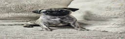 Pug dogs for sale: Laynie - Ad 2