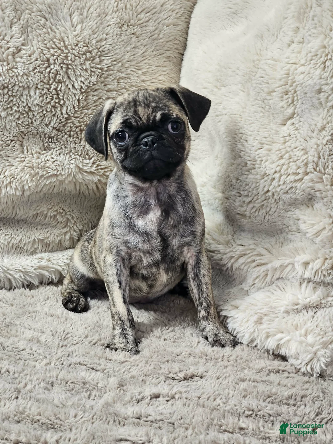 Pug dogs for sale: Laynie - Ad 2