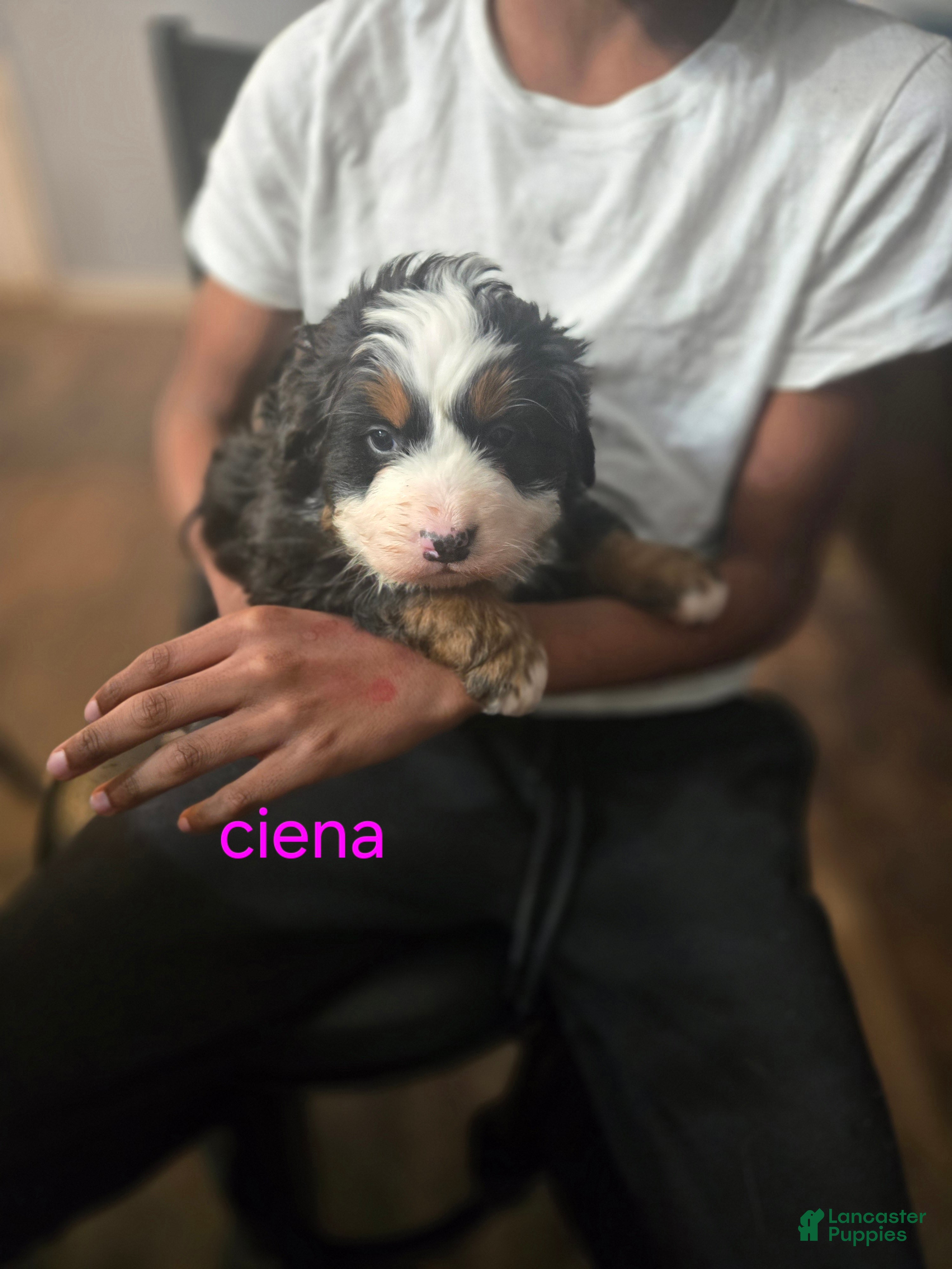 Bernese Mountain Dog dogs for sale: Ciena  - Ad 4