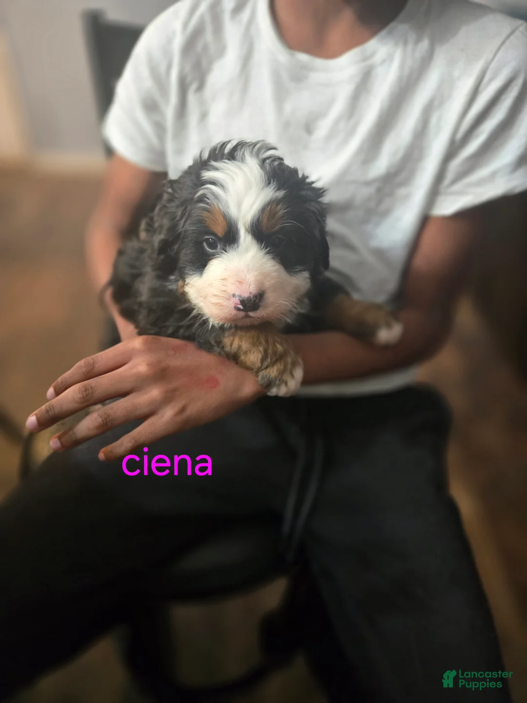 Bernese Mountain Dog dogs for sale: Ciena  - Ad 1