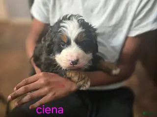 Bernese Mountain Dog dogs for sale: Ciena - Ad 4