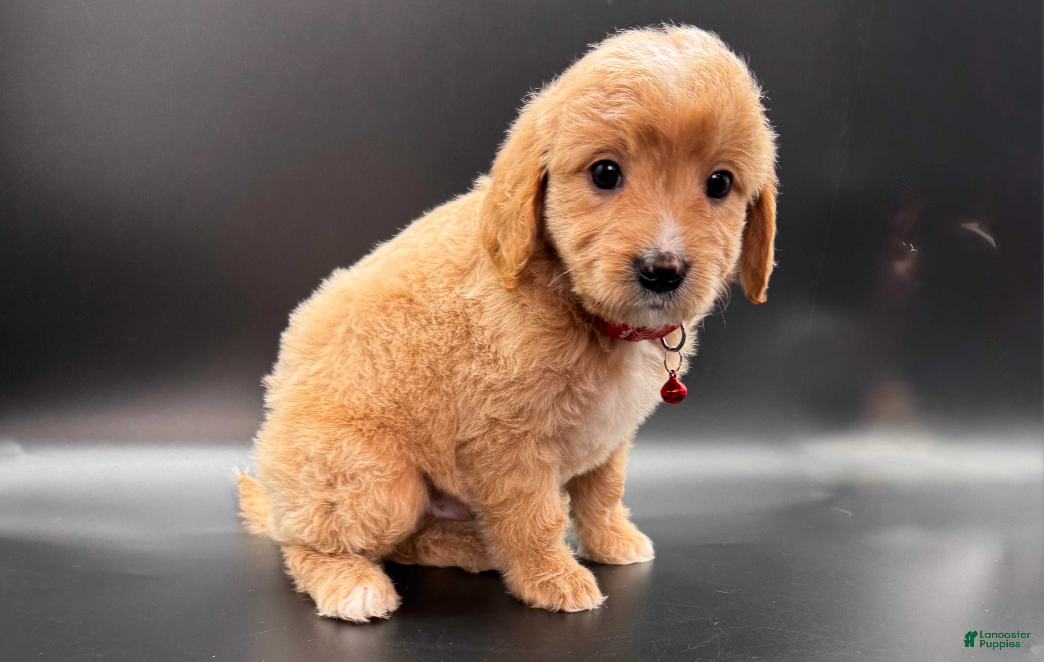 Mini Goldendoodle dogs Winston F One - Ad 2