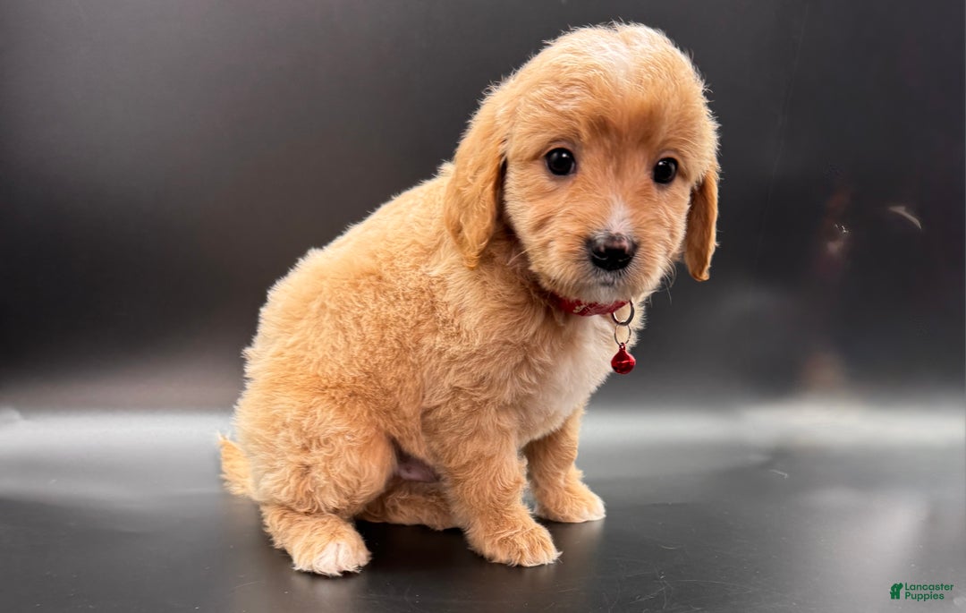 Mini Goldendoodle dogs for sale: Winston F One - Ad 2