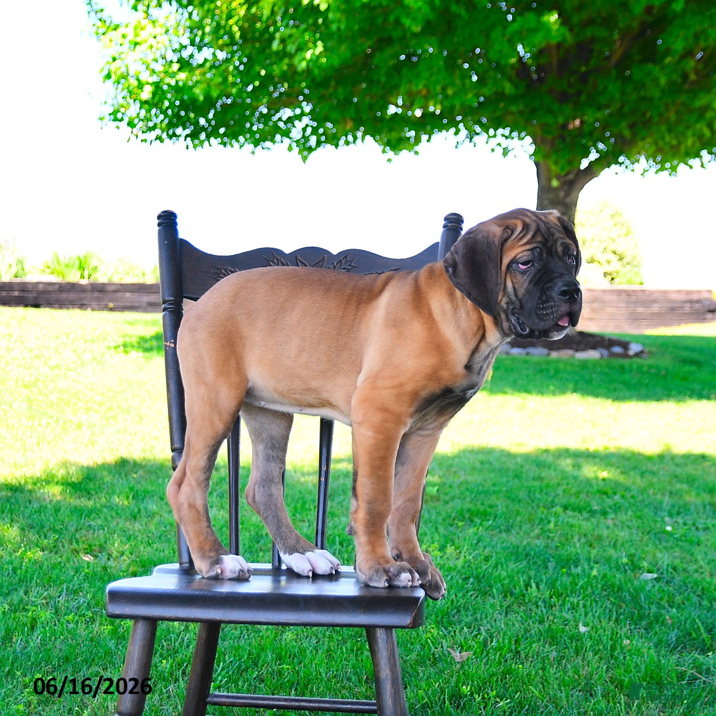 Cane Corso dogs Izzy - Ad 2