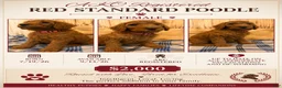 Standard Poodle dogs for sale: Standard Poodle 5 - Ad 1