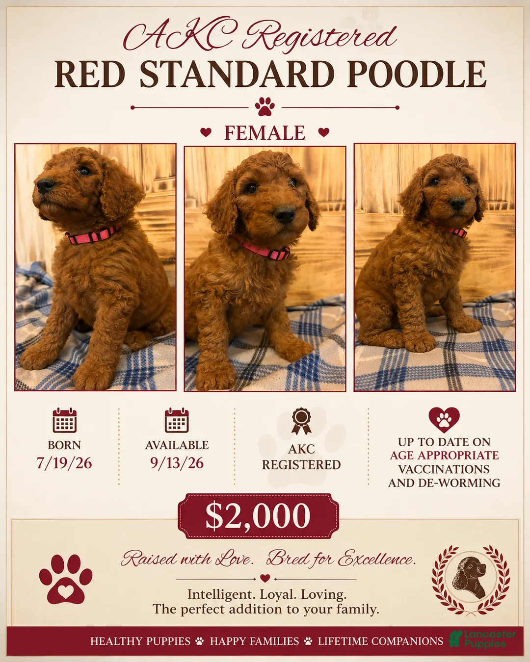 Standard Poodle dogs for sale: Standard Poodle 5 - Ad 1
