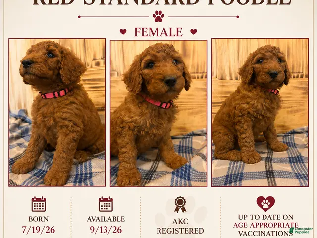 Standard Poodle dogs Standard Poodle 5 - Ad 1