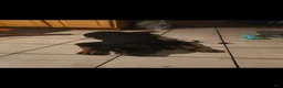 Rottweiler dogs for sale: Rottweiler 1 - Ad 3