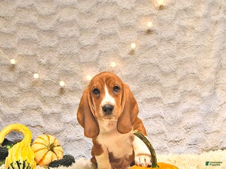 Basset Hound dogs - Ad 28