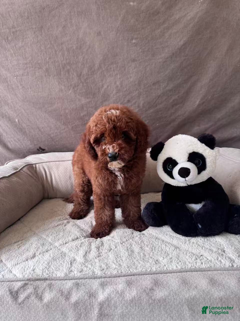 Mini Goldendoodle dogs Tony - Ad 2