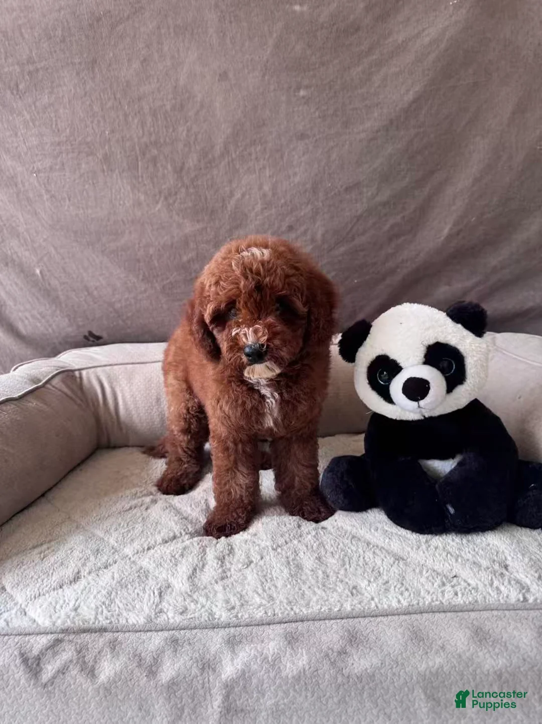 Mini Goldendoodle dogs for sale: Tony - Ad 2