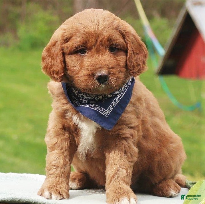 Labradoodle dogs Parker - Ad 22
