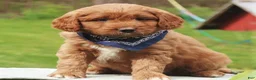 Labradoodle dogs for sale: Parker - Ad 1