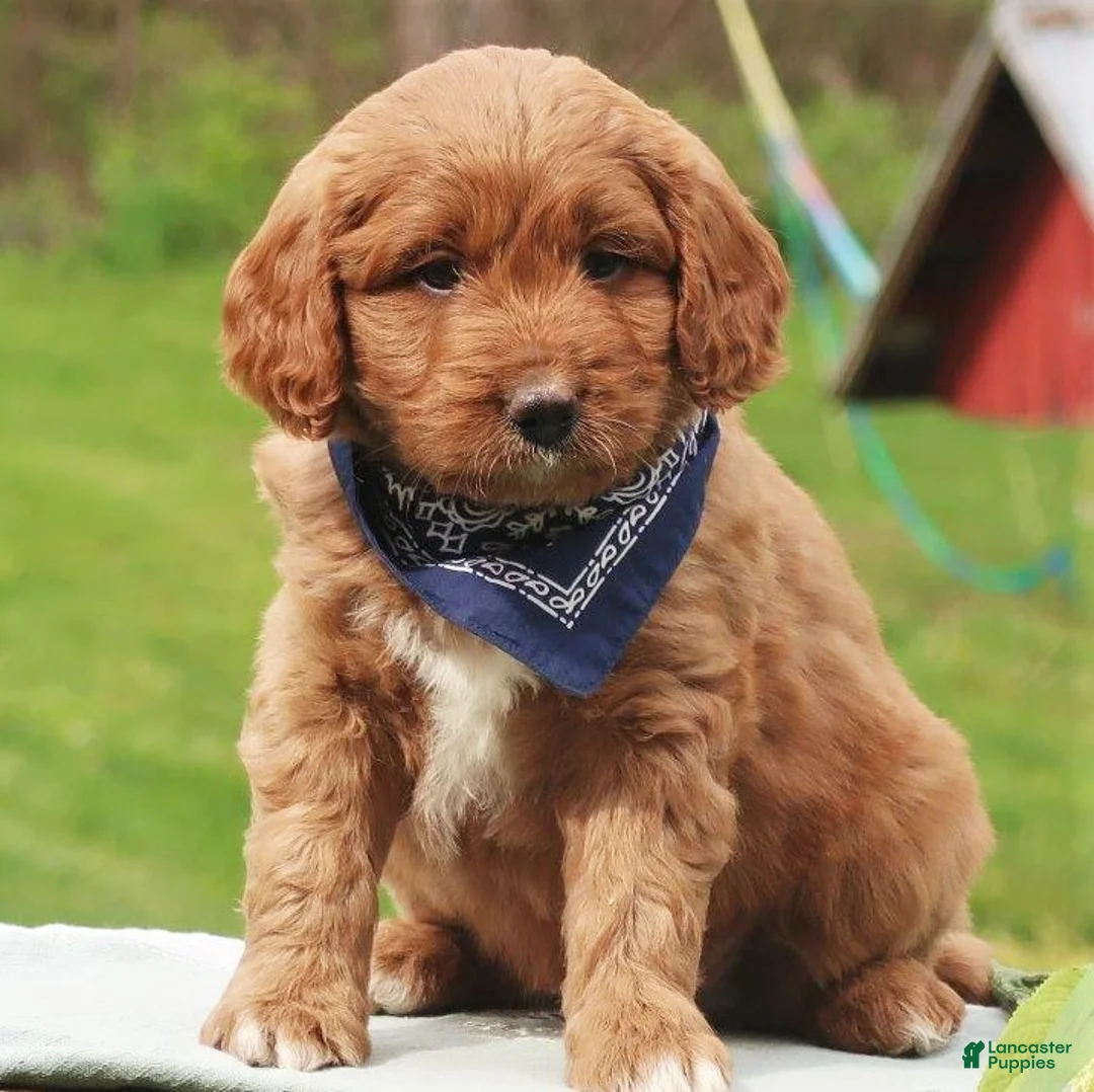Labradoodle dogs for sale: Parker - Ad 1