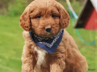 Labradoodle dogs Parker - Ad 15