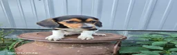 Beagle dogs for sale: Brenda - Ad 6