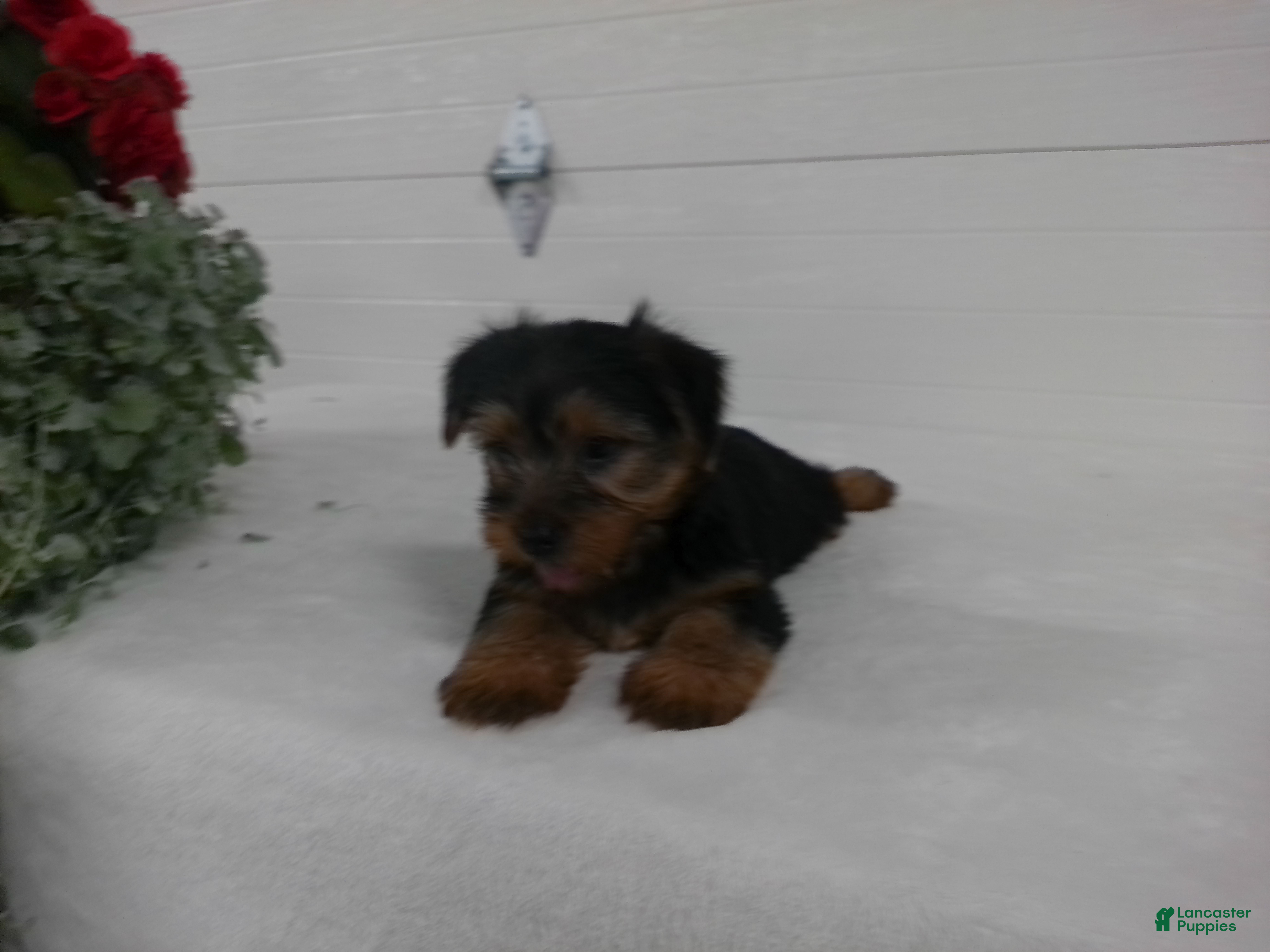 Yorkshire Terrier dogs Scout  - Ad 2