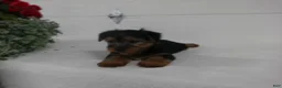 Yorkshire Terrier dogs for sale: Scout  - Ad 2