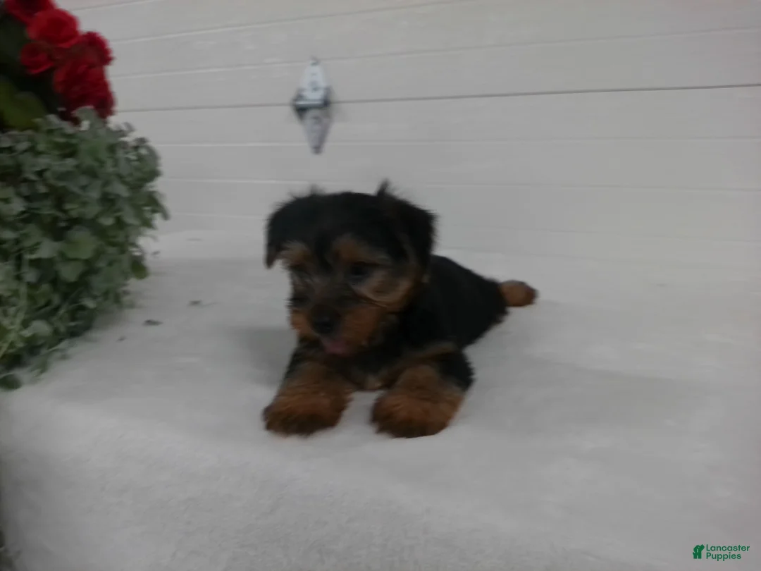 Yorkshire Terrier dogs for sale: Scout  - Ad 2