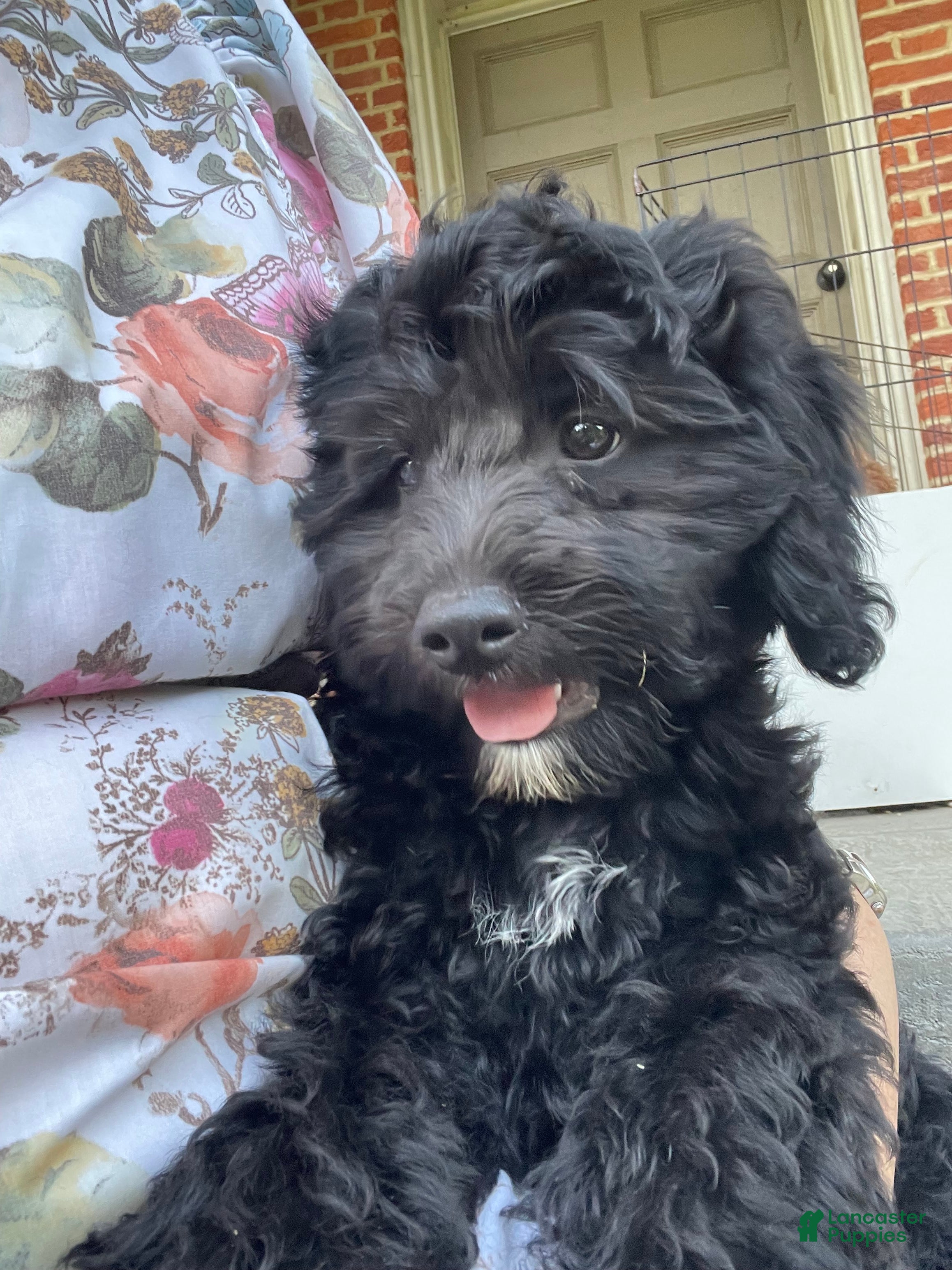 Miniature Poodle dogs Whit - Ad 2