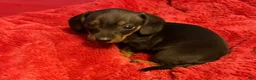 Miniature Dachshund dogs for sale: Miniature Dachshund Puppy 1 - Ad 1