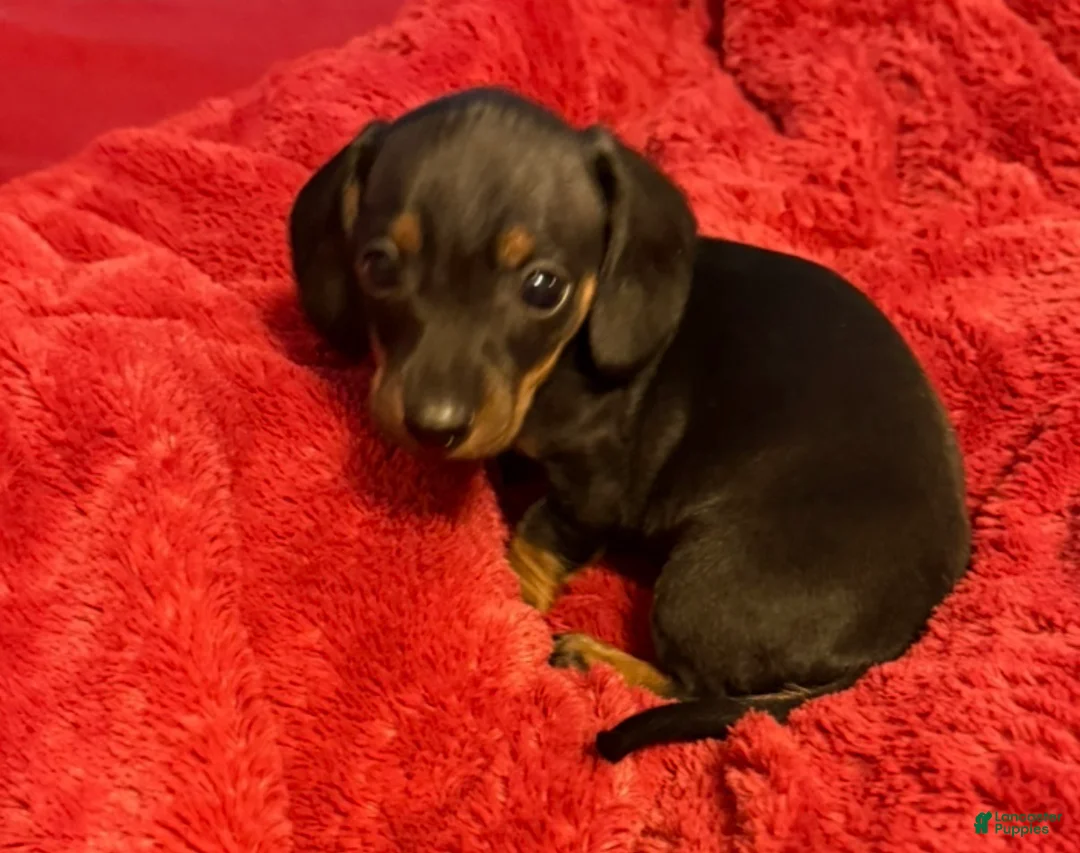 Miniature Dachshund dogs for sale: Miniature Dachshund Puppy 1 - Ad 1