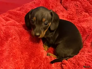 Miniature Dachshund dogs for sale: Miniature Dachshund Puppy 1 - Ad 2