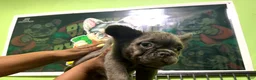 French Bulldog dogs for sale: French Bulldog 1 Mr.grey - Ad 3