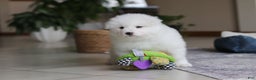 Samoyed dogs for sale: Poppy - Ad 12