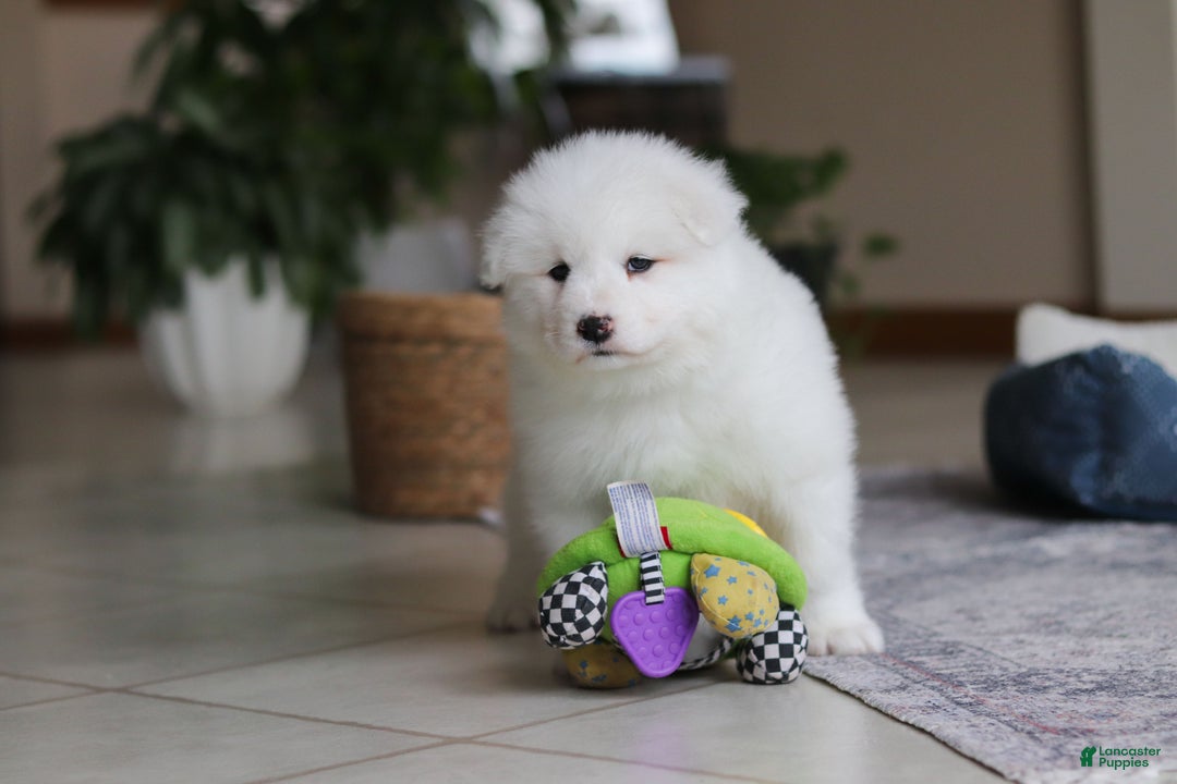 Samoyed dogs for sale: Poppy - Ad 12