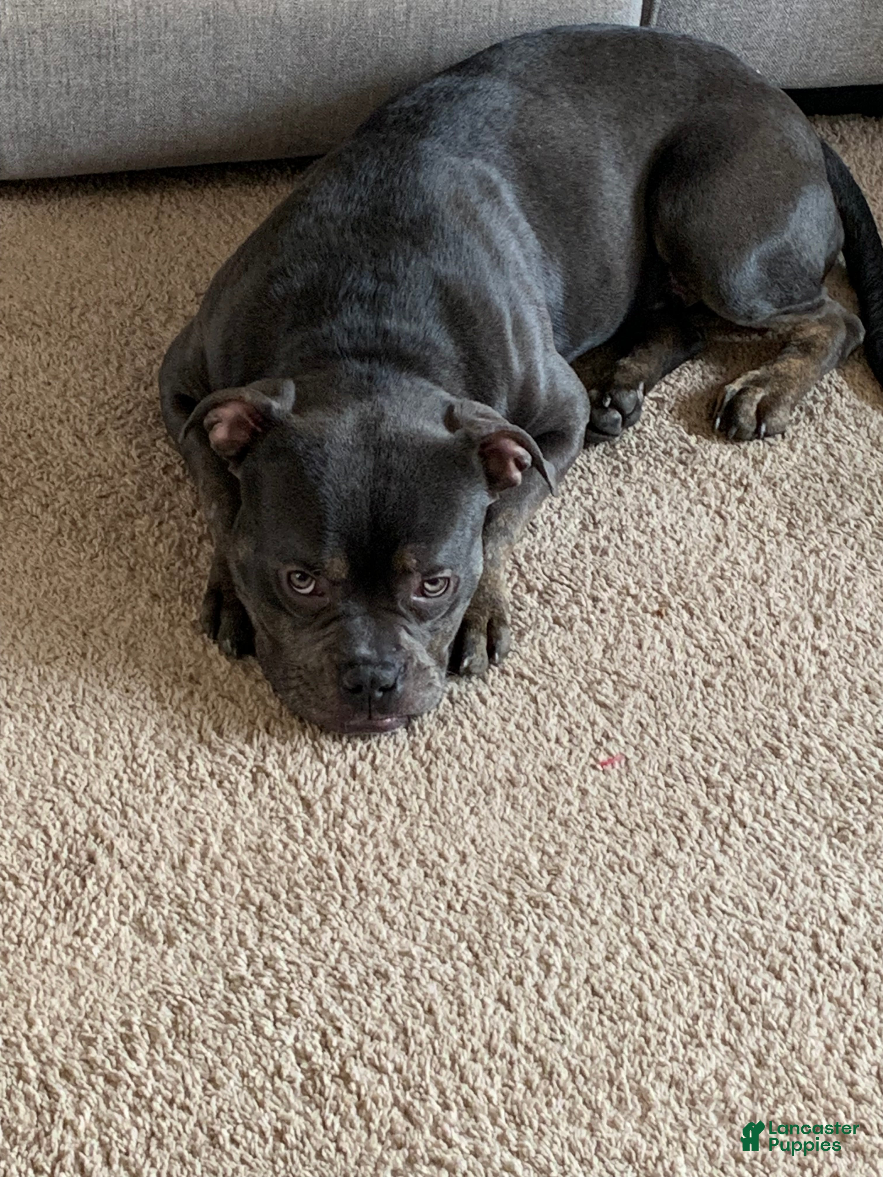 American Bully dogs American Bully Puppy 1 - Ad 9