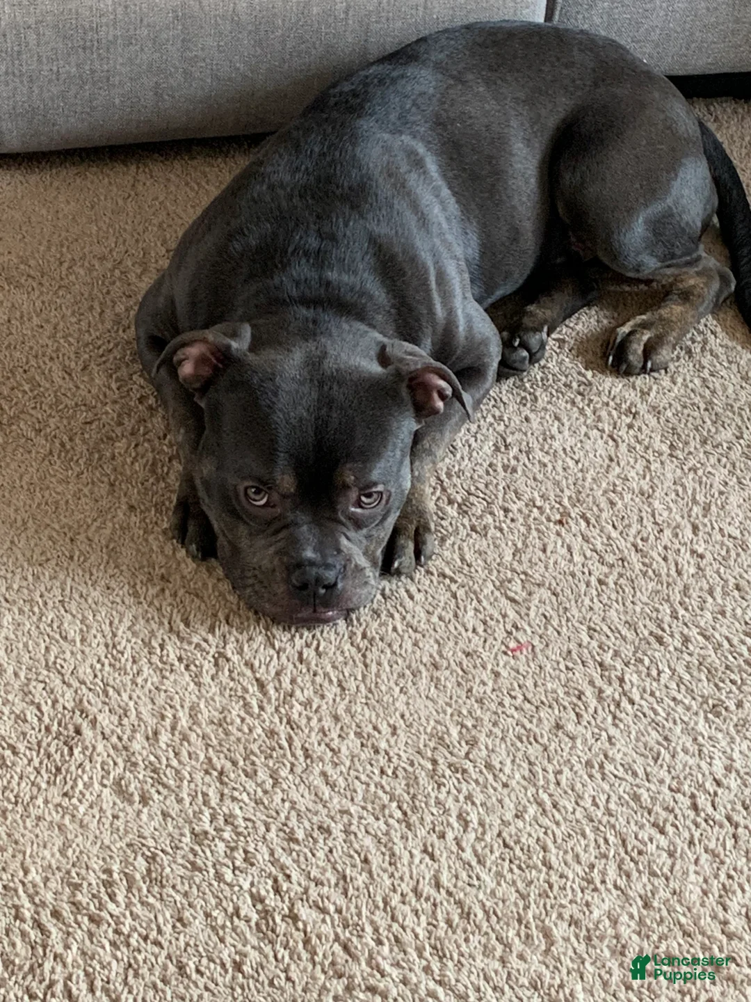 American Bully dogs for sale: American Bully Puppy 1 - Ad 1