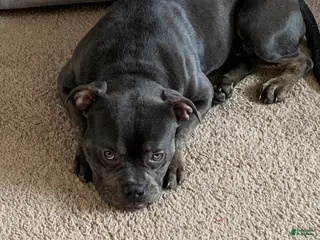 American Bully dogs American Bully Puppy 1 - Ad 9