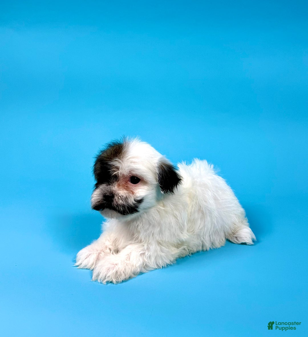 Havanese dogs for sale: VALENTINO - Ad 4