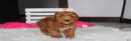 Cockapoo dogs for sale: Penny - Ad 10