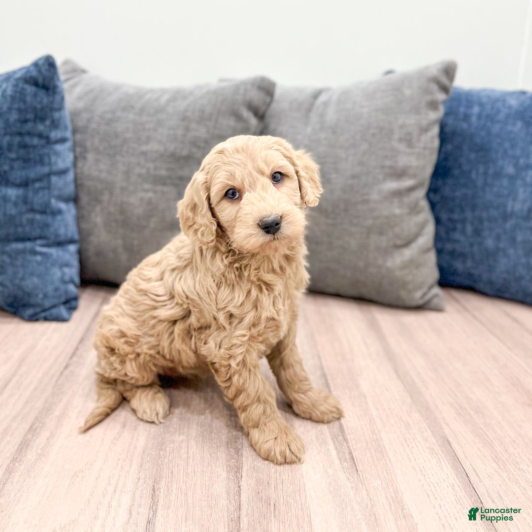 Goldendoodle dogs for sale: Biscuit - Ad 1