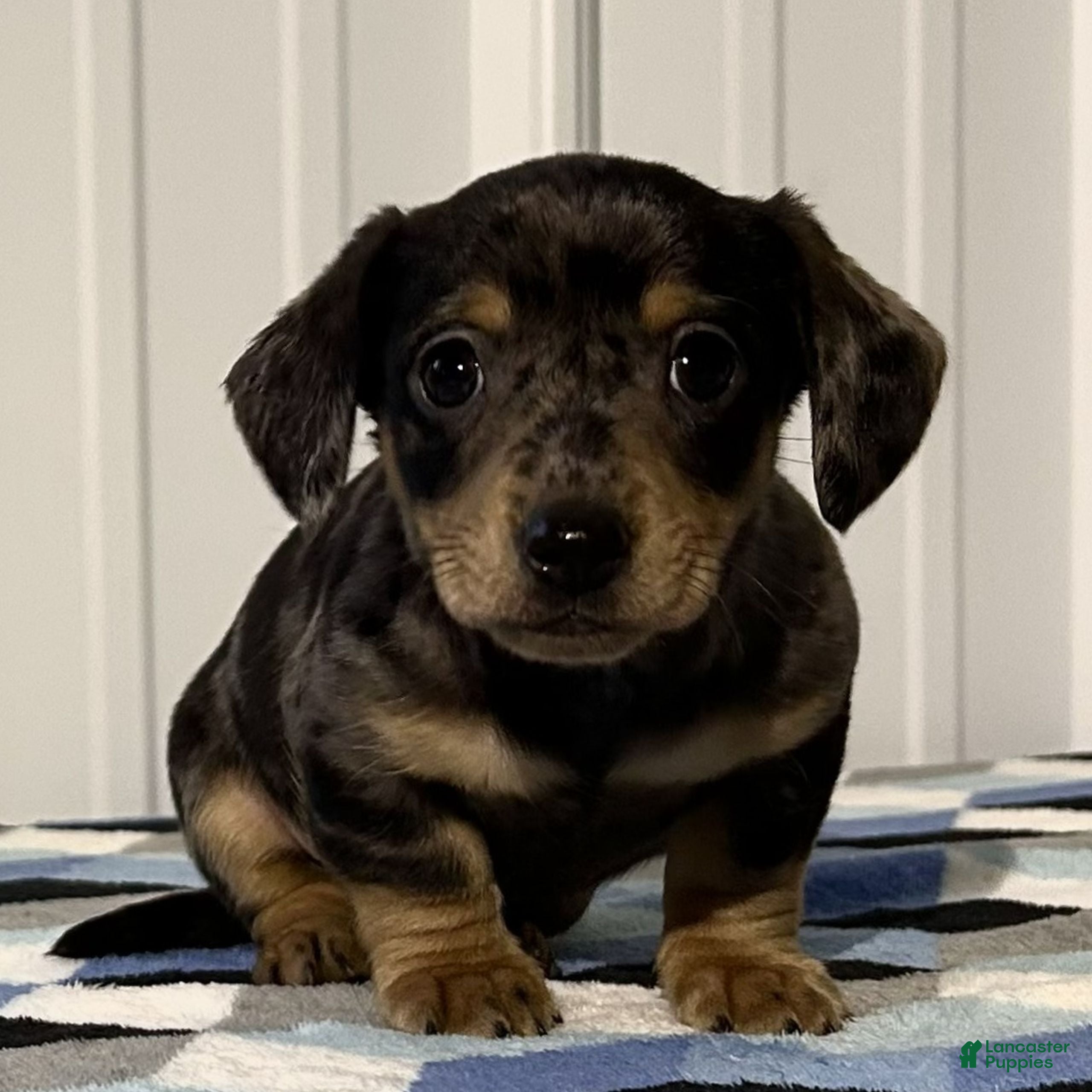 Miniature Dachshund dogs Atlas  - Ad 1