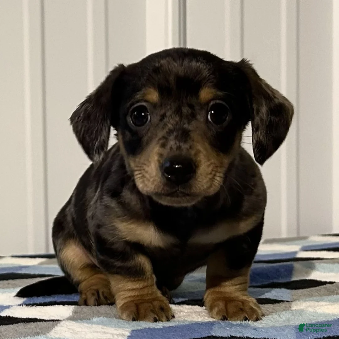 Miniature Dachshund dogs for sale: Atlas  - Ad 1