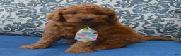 Mini Goldendoodle dogs for sale: Mini Gus - Ad 10