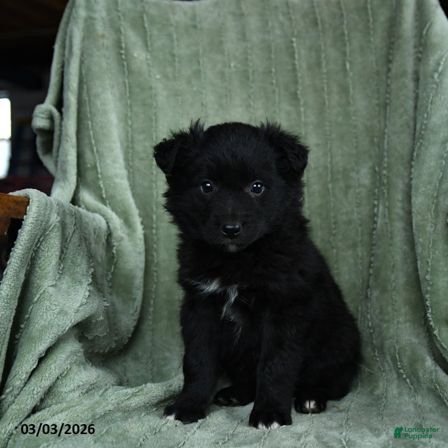 Mixed Breed dogs Griffin - Ad 1