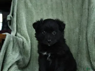 Mixed Breed dogs for sale: Griffin - Ad 2