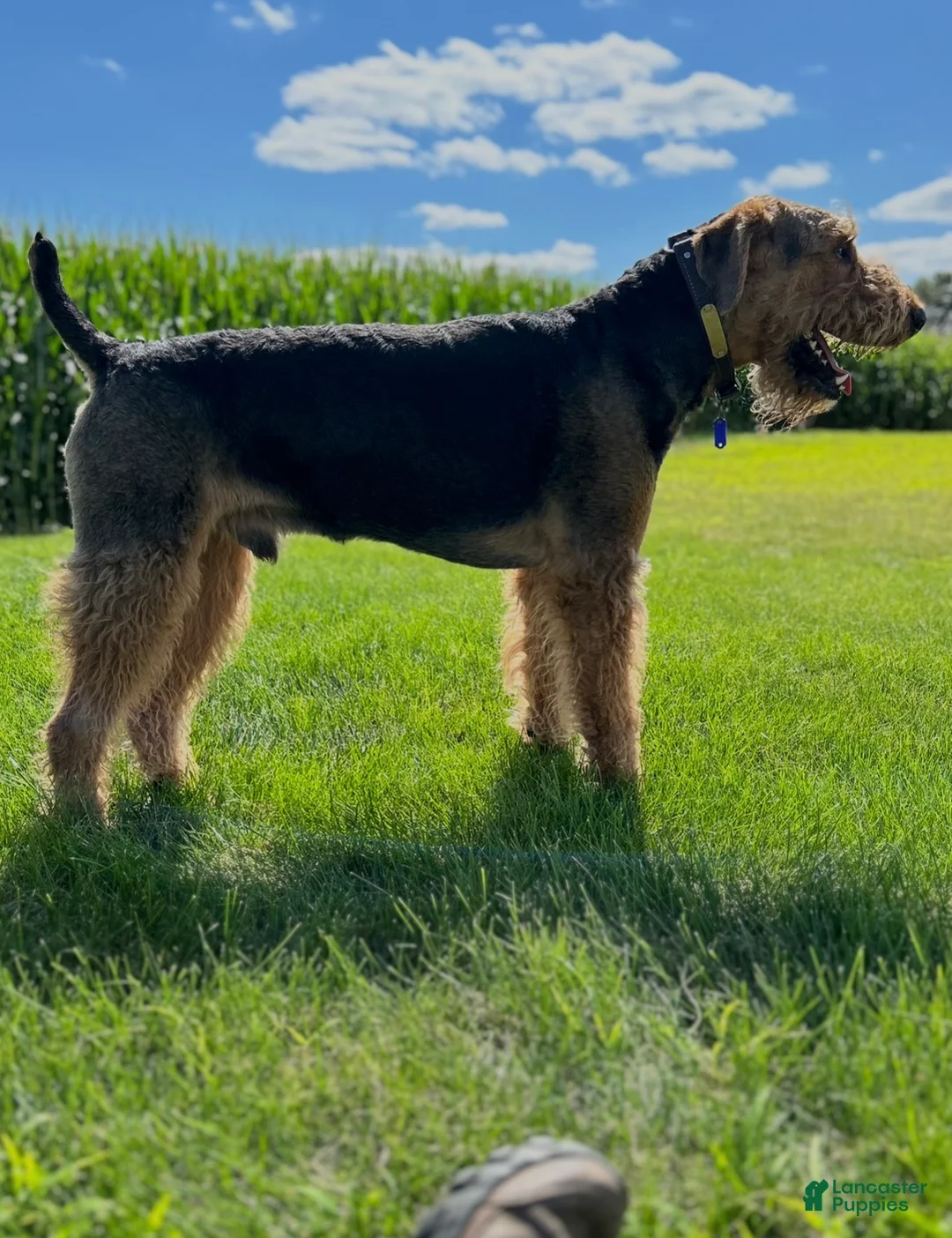 Airedale Terrier dogs for sale: Yellow female - Ad 6