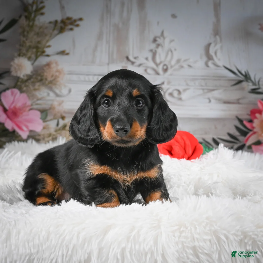 Miniature Dachshund dogs for sale: AKC-Dallas - Ad 6