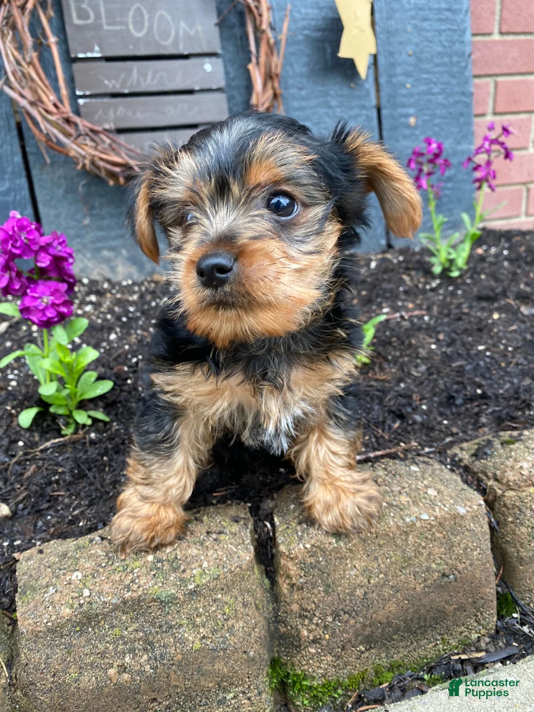Yorkshire Terrier dogs for sale: Timmy - Ad 1