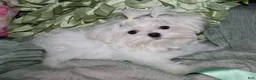 Maltese dogs for sale: Maci - Ad 15